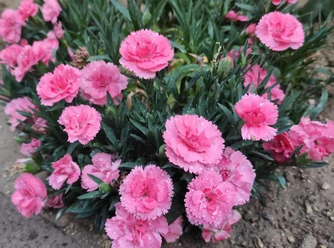 Holiday home Kayhan Cave Urgup