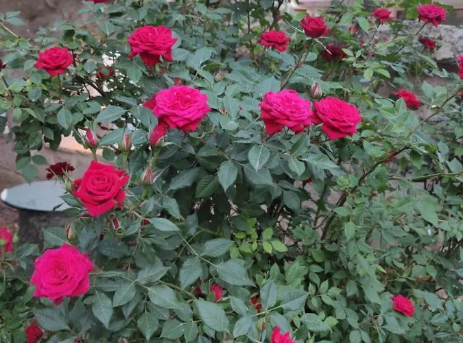 Holiday home Kayhan Cave Urgup